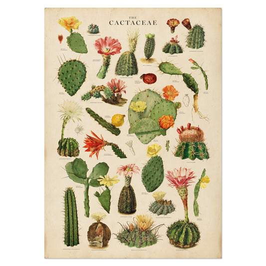 Vintage cactus chart featuring a variety of detailed botanical illustrations of cacti and their vibrant blooms, designed by Wit & Wild.