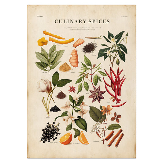 Culinary Spices Vintage Botanical Chart Print - Antique illustration with labeled spices in warm, natural tones.