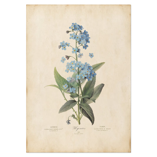 Illustration of delicate blue Forget-Me-Not flowers with green leaves on a vintage botanical print.