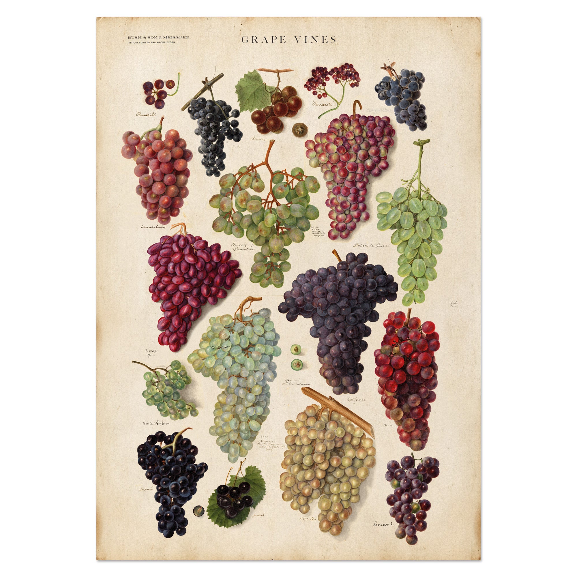 Vintage Grape Vines Chart โ Botanical Wall Art โ Wit & Wild