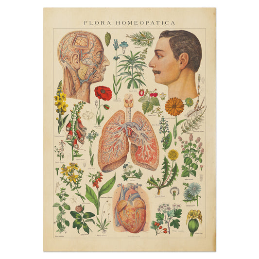 Vintage Flora Homeopathica print featuring botanical illustrations of healing plants, human anatomy including head, heart, and lungs, with labeled herbs in a Victorian aesthetic.