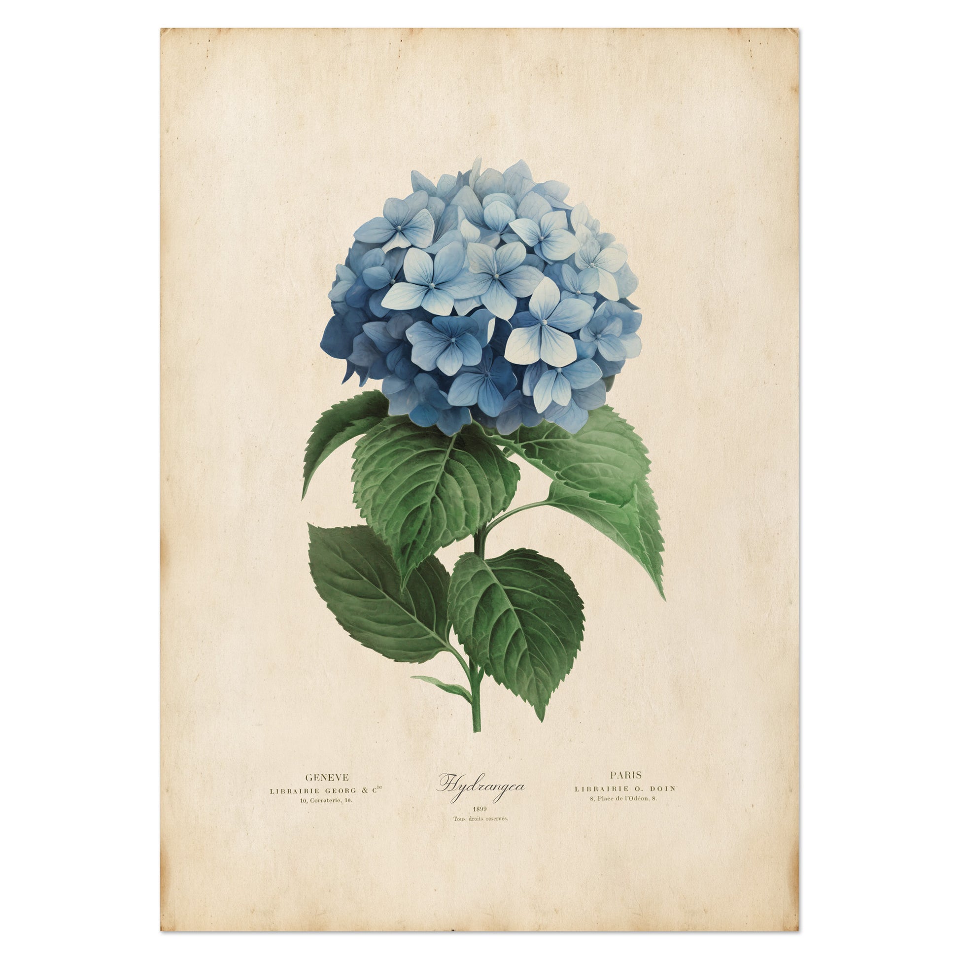 Illustration of a blue hydrangea flower with lush green leaves on a vintage-inspired print.