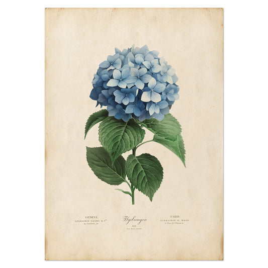 Illustration of a blue hydrangea flower with lush green leaves on a vintage-inspired print.