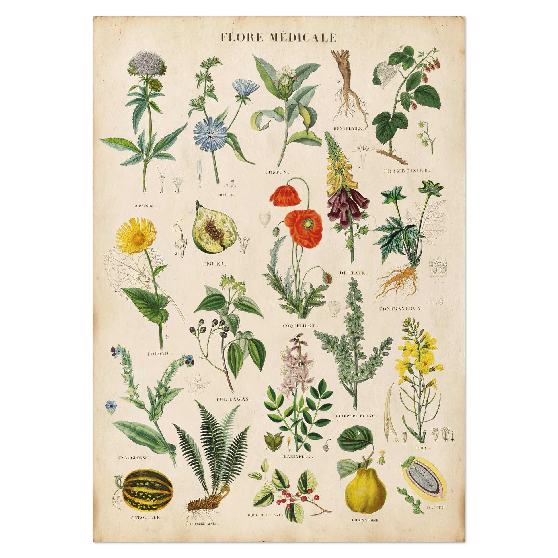 Vintage Flore Médicale print featuring botanical illustrations of medicinal plants, herbs, flowers, roots, and fruits with labeled scientific names in a classic style.