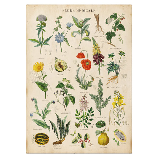 Vintage Flore Médicale print featuring botanical illustrations of medicinal plants, herbs, flowers, roots, and fruits with labeled scientific names in a classic style.