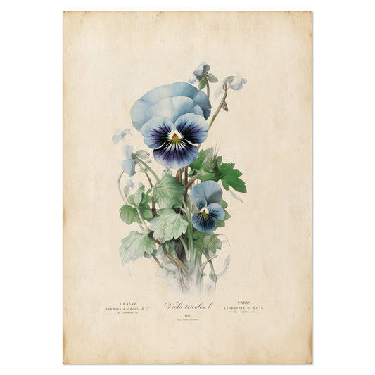 Illustration of a delicate pansy flower with vibrant petals and lush green leaves on a vintage-inspired print.