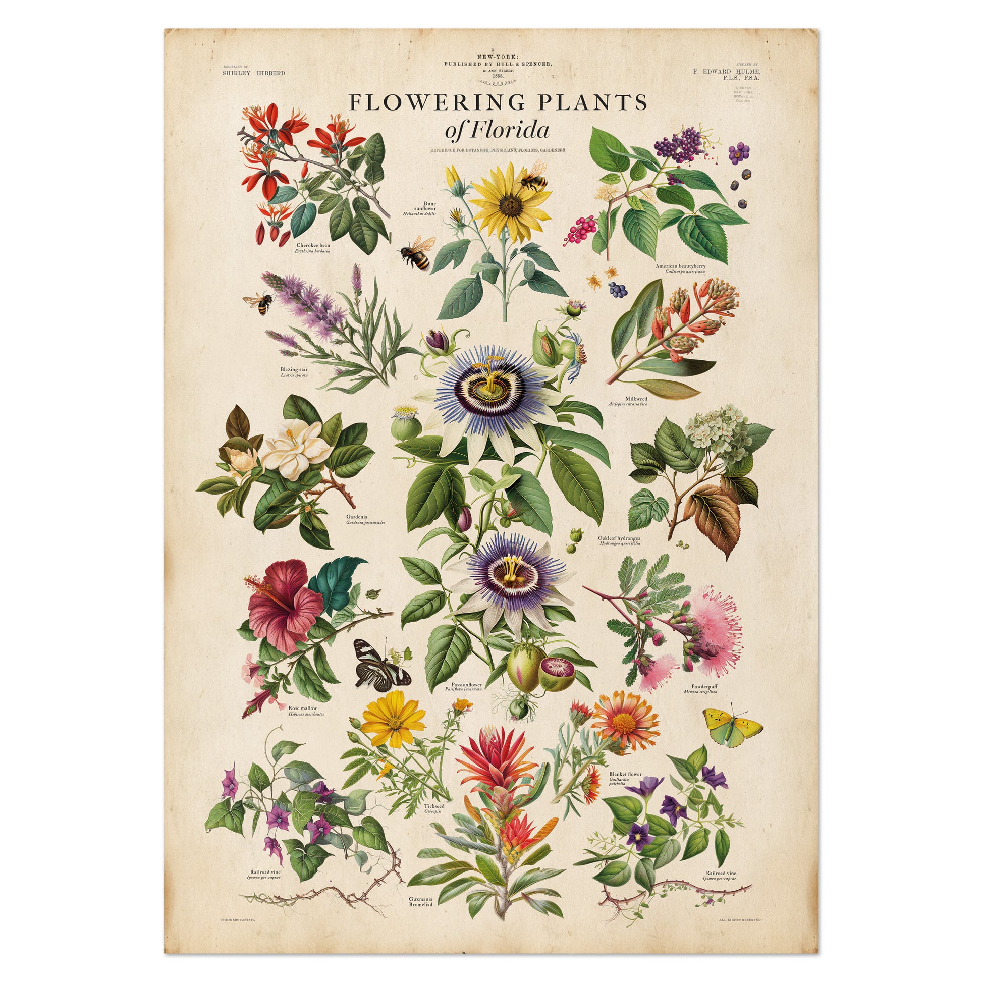 Celebrate the natural beauty of Florida's diverse wildflowers with this Flowering Plants of Florida Poster Print. 
