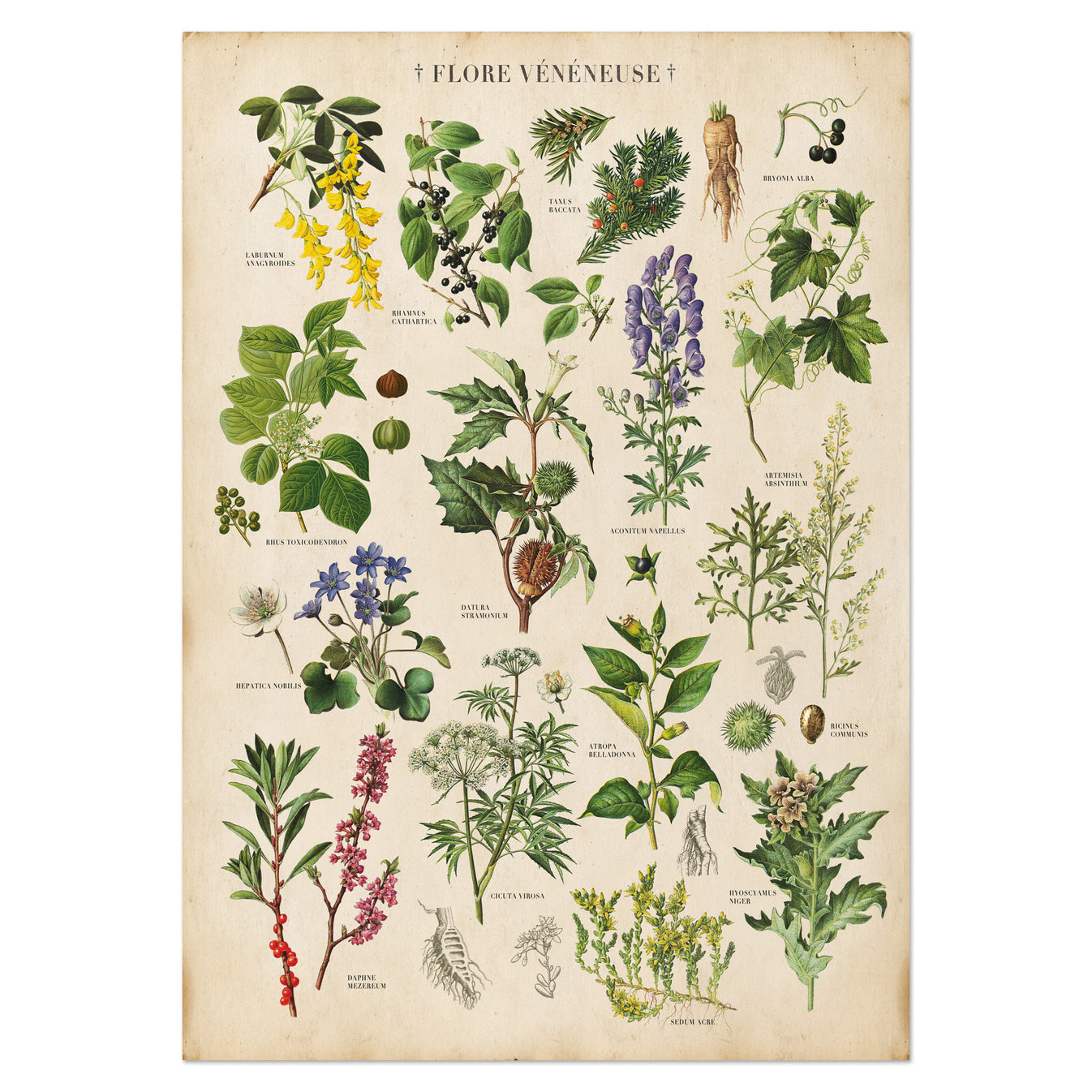 Vintage Poisonous Plants Print Antique Botanical Chart Wit & Wild