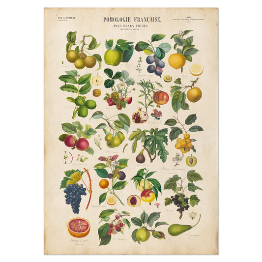 "Pomologie Française Vintage French Fruit Chart Print - Antique botanical illustration of labeled fruits by Pierre-Antoine Poiteau."