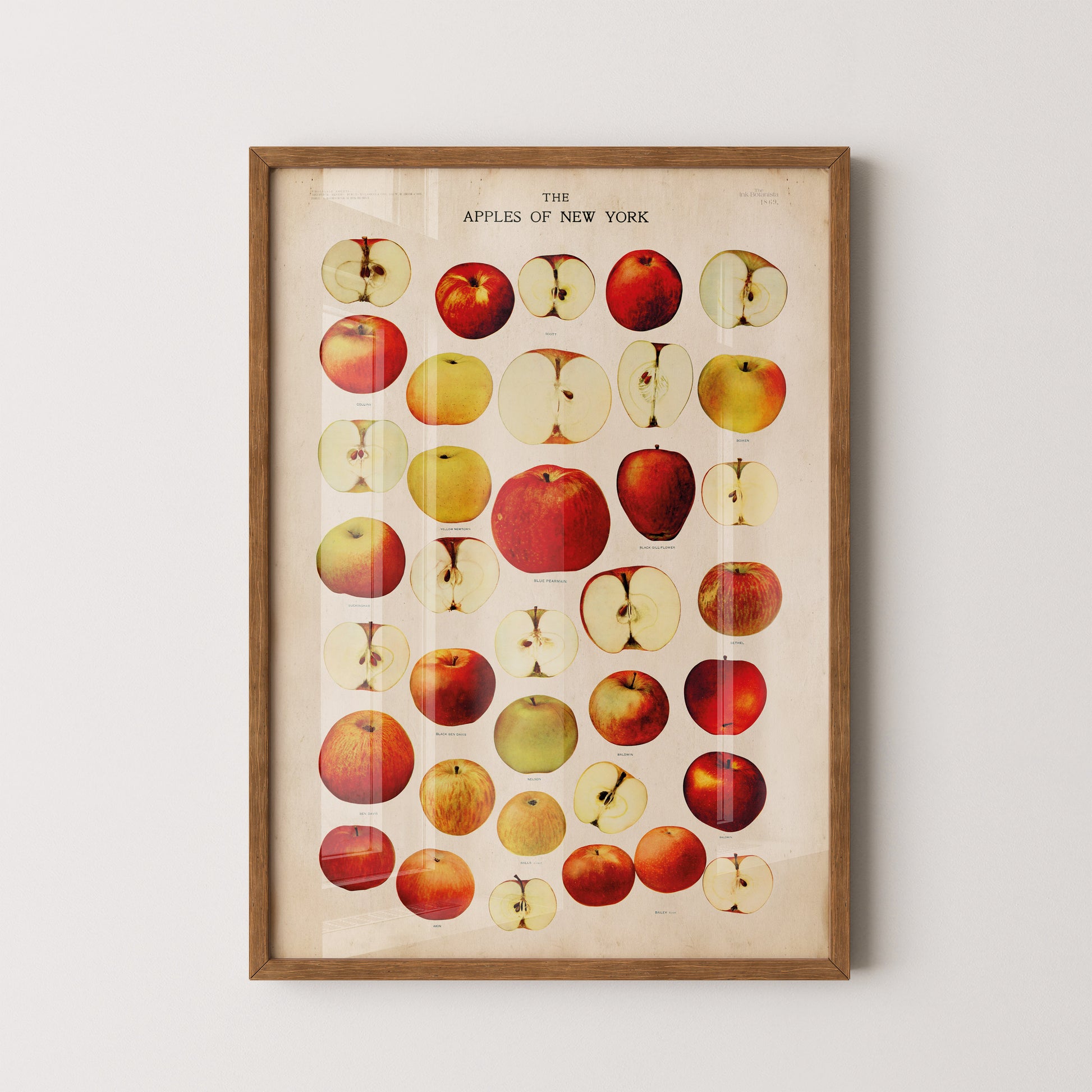 Vintage Apples of New York Botanical Chart – Illustrated Apple Varieties Poster