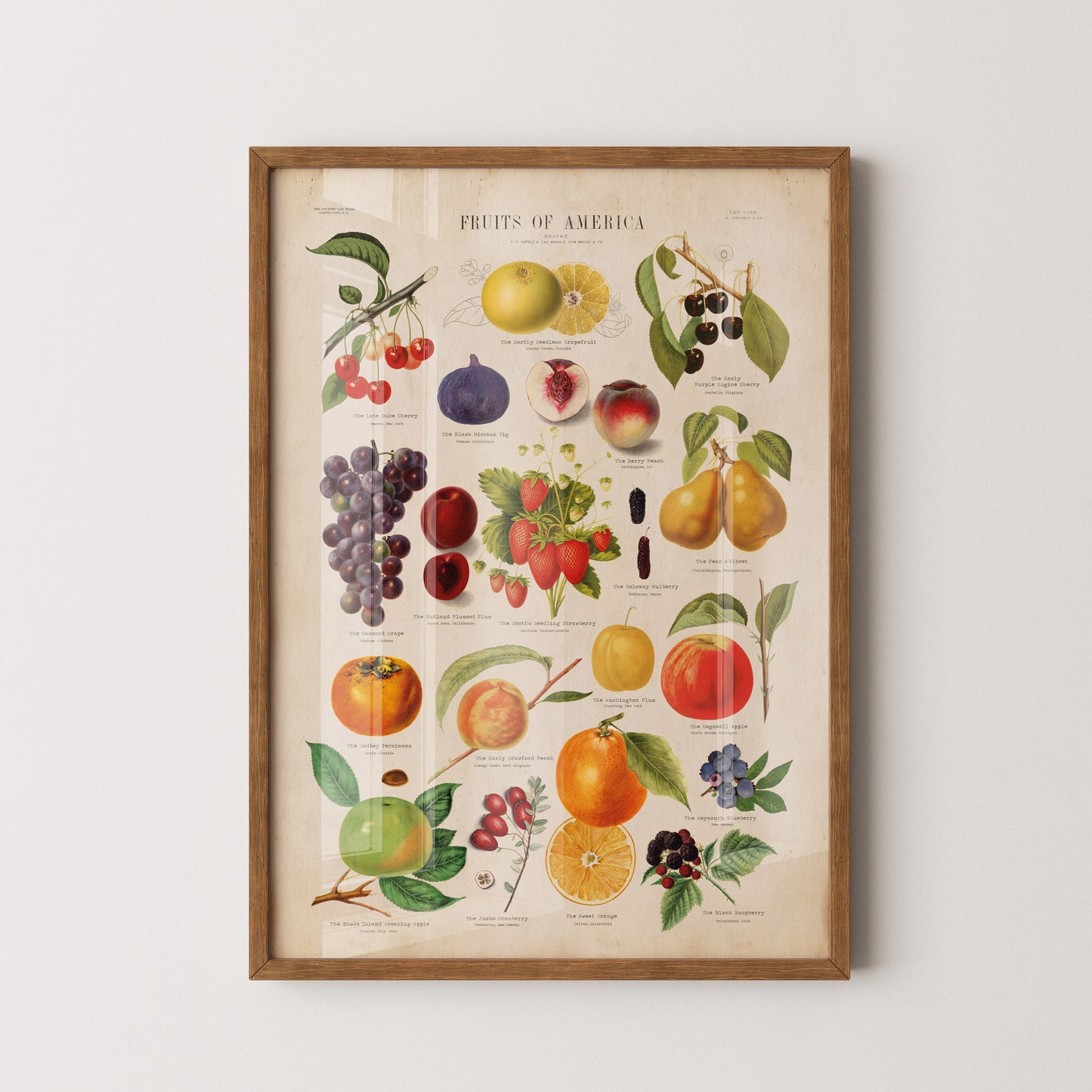 Fruits of America Vintage Botanical Chart Print - Vibrant, restored illustrations of native American fruits with vintage typewriter font labels.