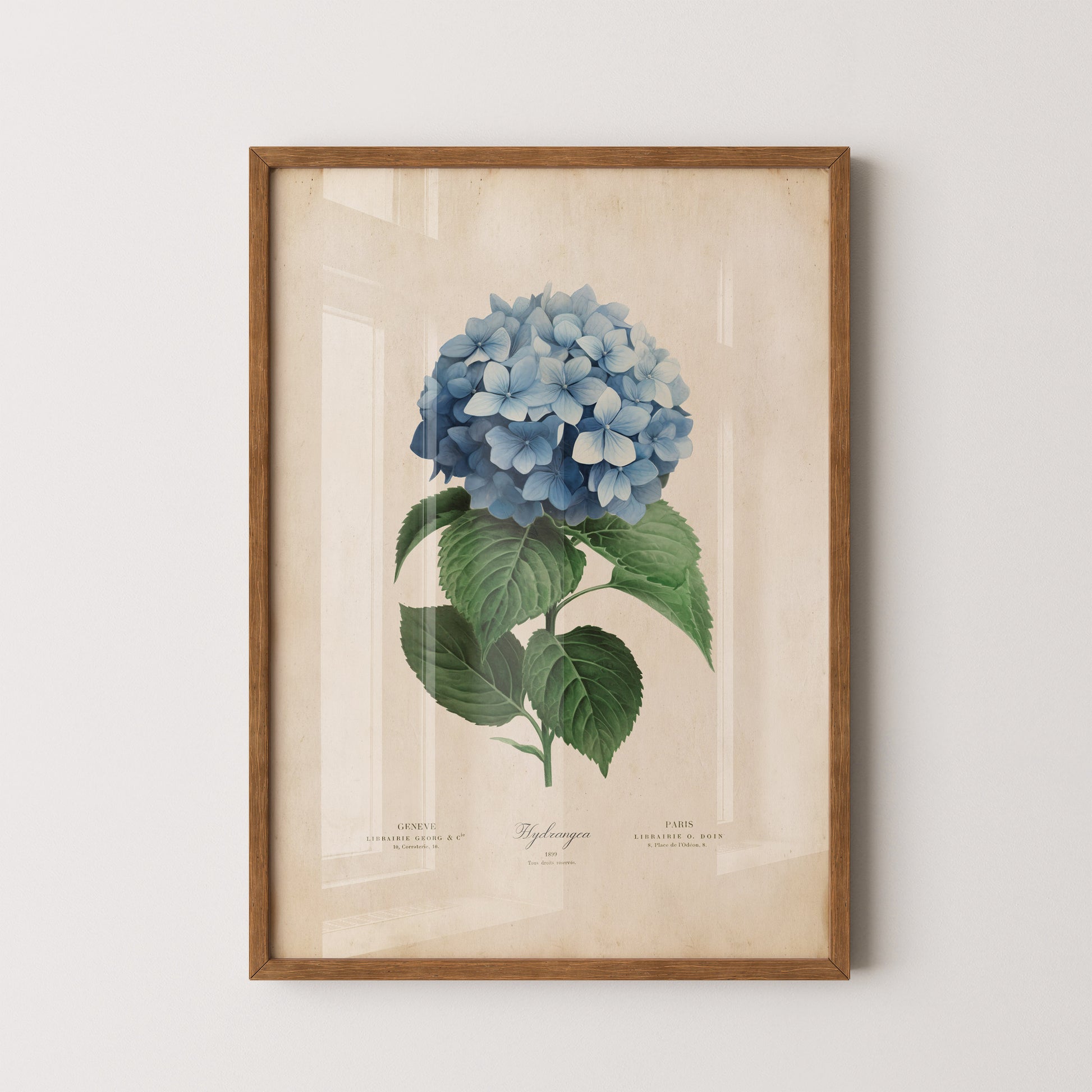 Illustration of a blue hydrangea flower with lush green leaves on a vintage-inspired print.