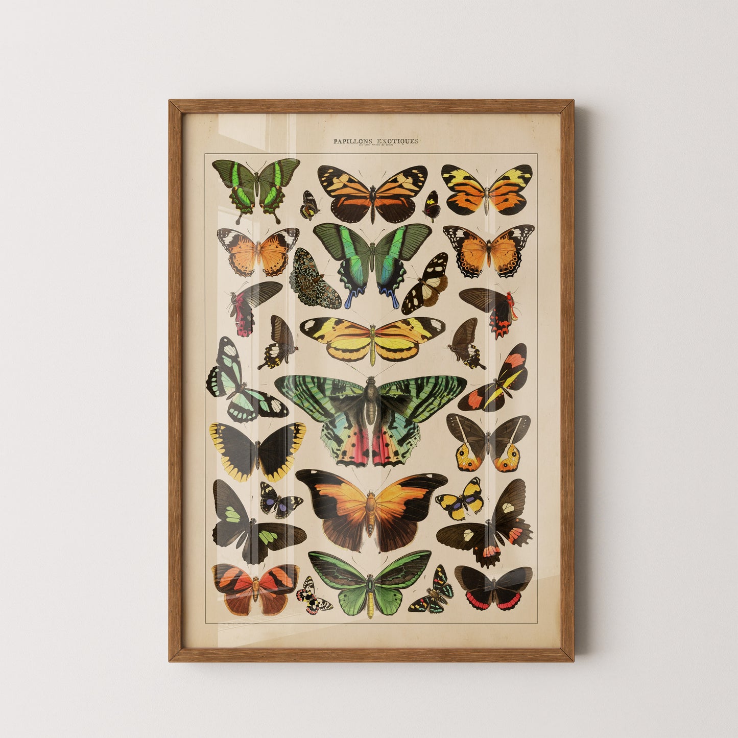 Exotic Butterfly Chart featuring vintage illustrations of rare butterflies from Asia, Africa, the Americas, and the Indies, inspired by the historic book Papillons Exotiques