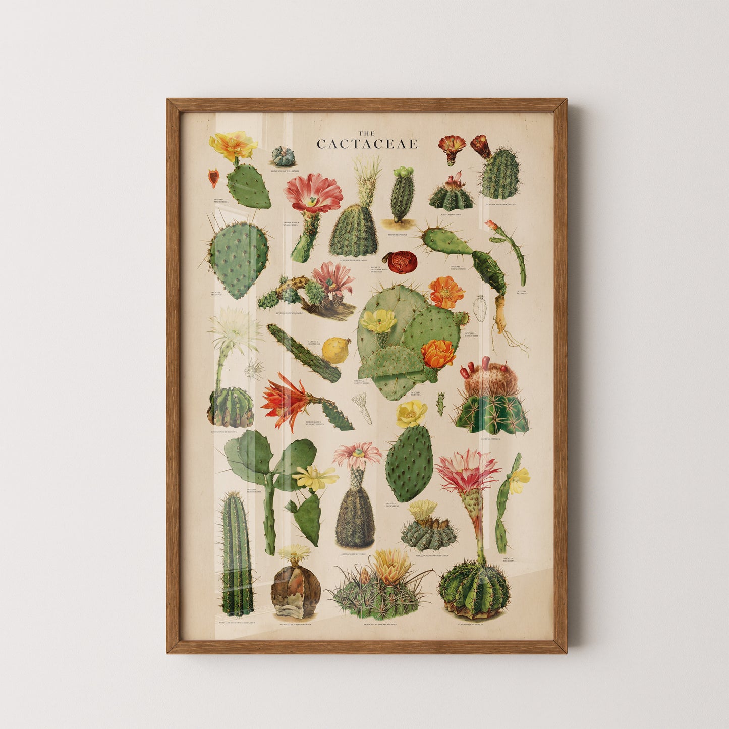 Vintage cactus chart featuring a variety of detailed botanical illustrations of cacti and their vibrant blooms, designed by Wit & Wild.