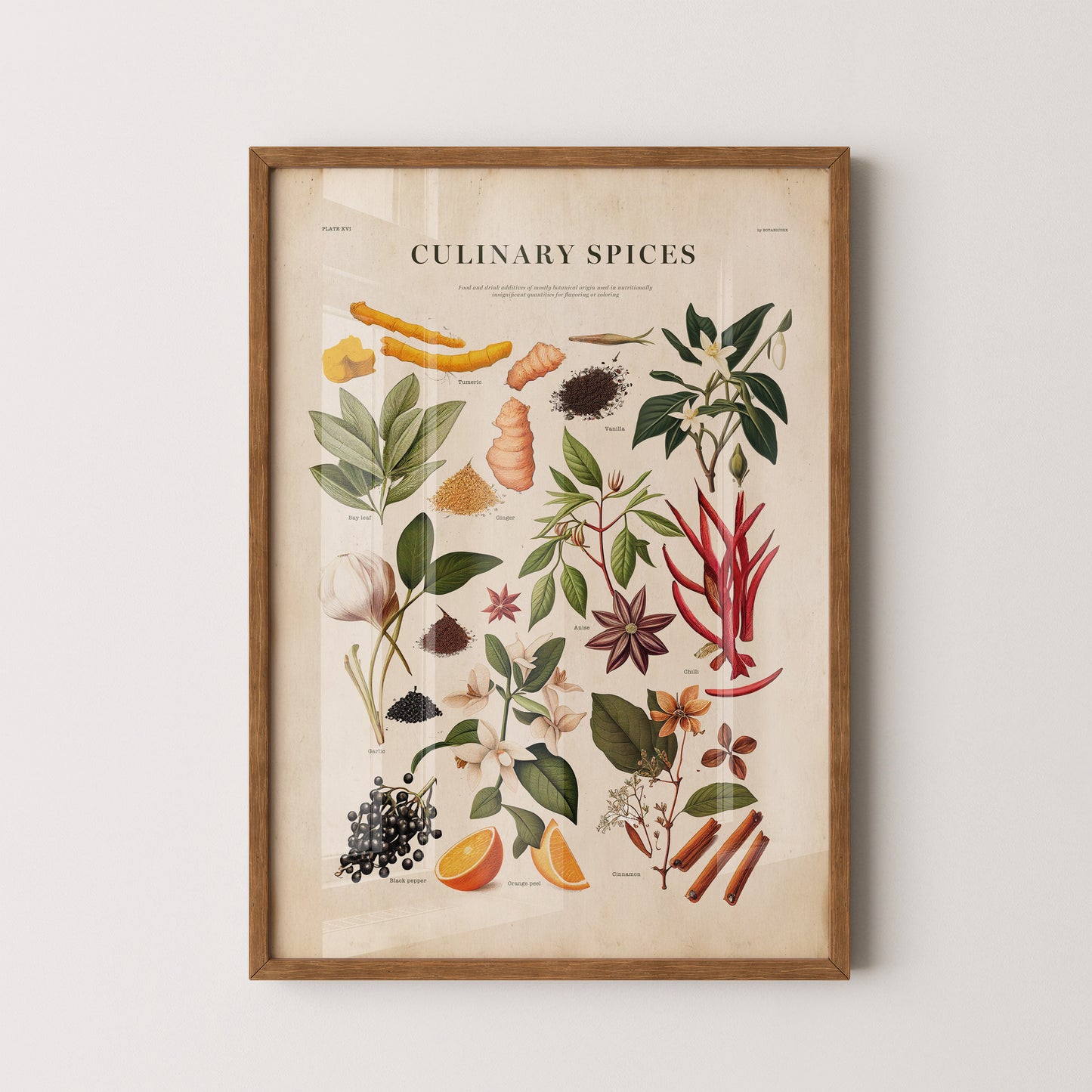 Culinary Spices Vintage Botanical Chart Print - Antique illustration with labeled spices in warm, natural tones.