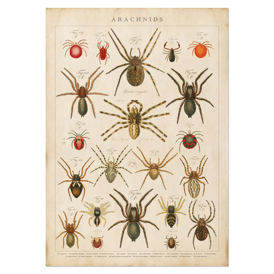 Vintage arachnids chart showcasing detailed illustrations of various spider species in antique natural history style.