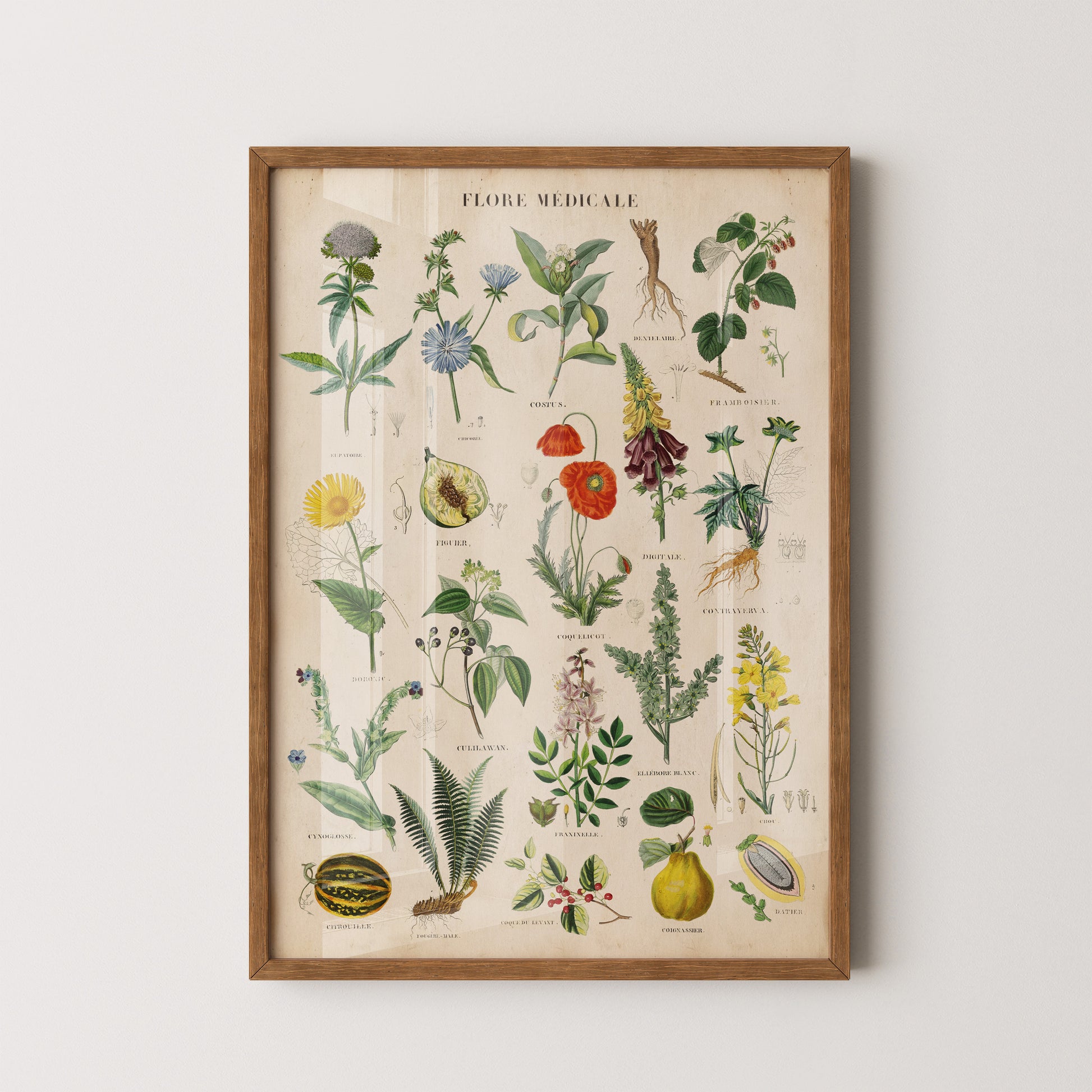 Vintage Flore Médicale print featuring botanical illustrations of medicinal plants, herbs, flowers, roots, and fruits with labeled scientific names in a classic style.