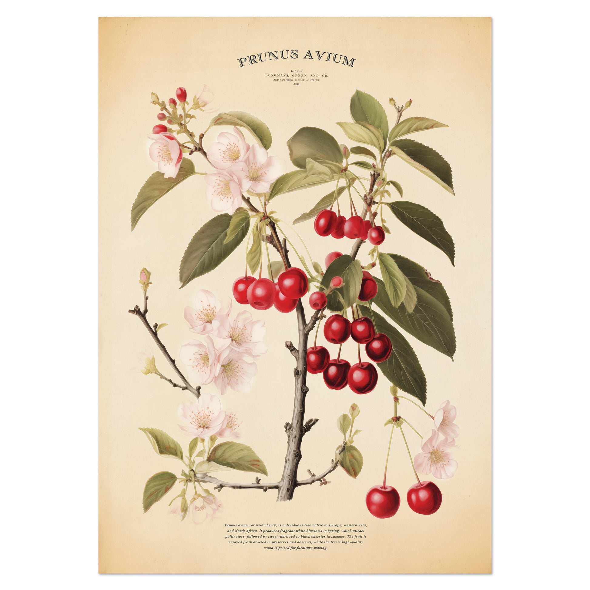 Vintage botanical print of a cherry tree (Prunus Avium) featuring delicate blossoms, green leaves, and vibrant red cherries