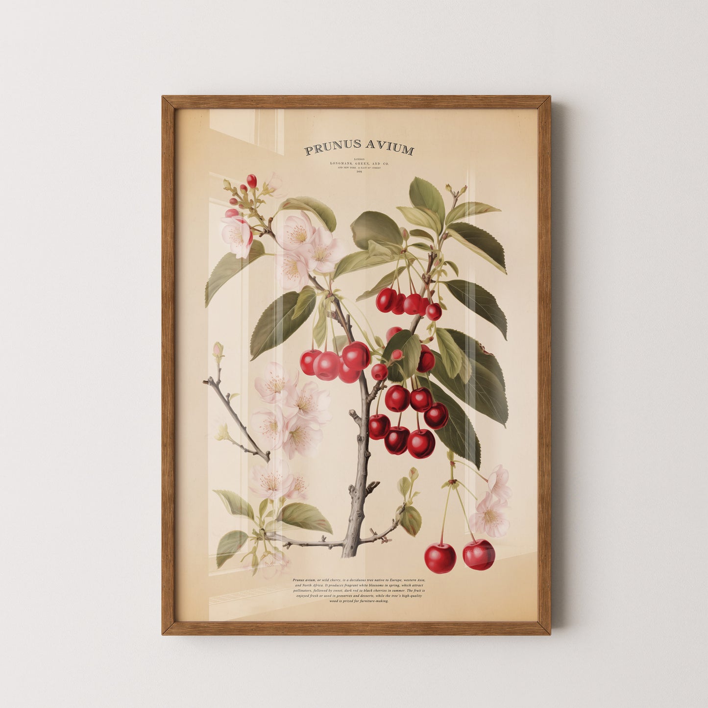 Vintage botanical print of a cherry tree (Prunus Avium) featuring delicate blossoms, green leaves, and vibrant red cherries