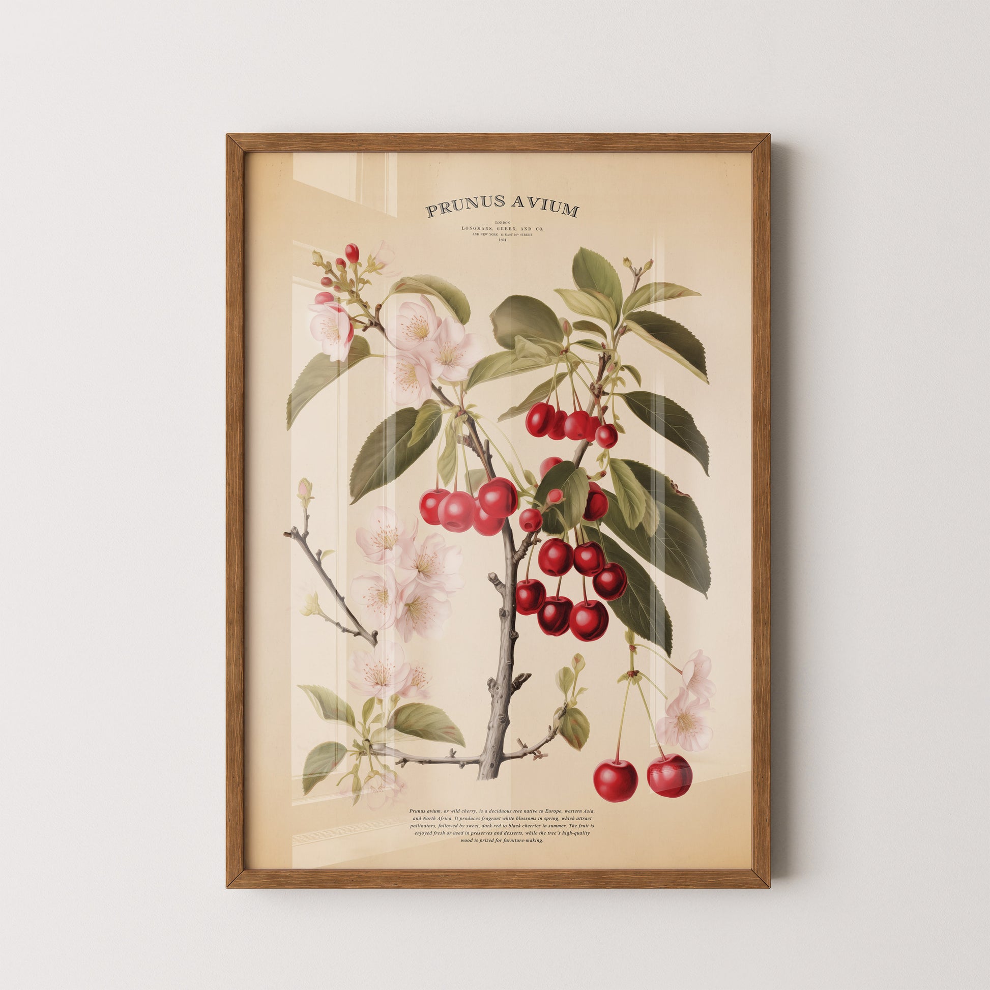 Vintage botanical print of a cherry tree (Prunus Avium) featuring delicate blossoms, green leaves, and vibrant red cherries