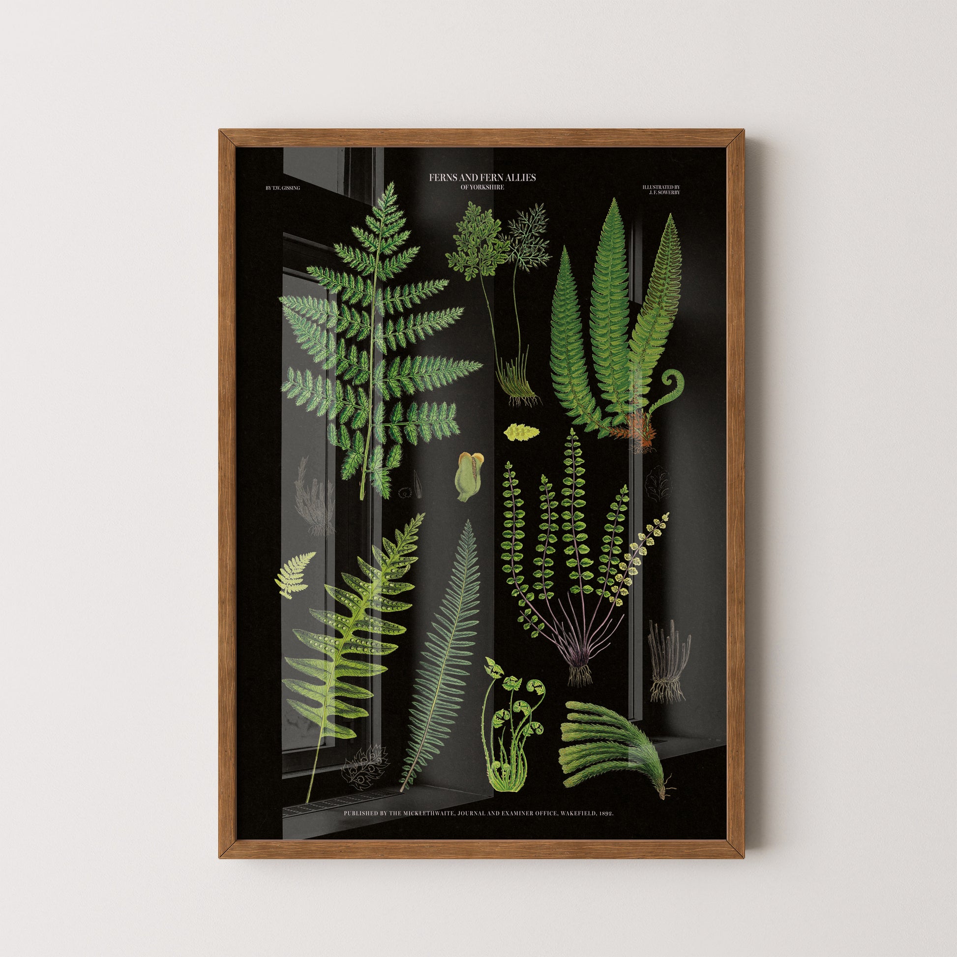 Vintage Fern Illustrations Poster - 'Ferns and Ferns Allies of Wakefield' (1862) on a black background with detailed green ferns.