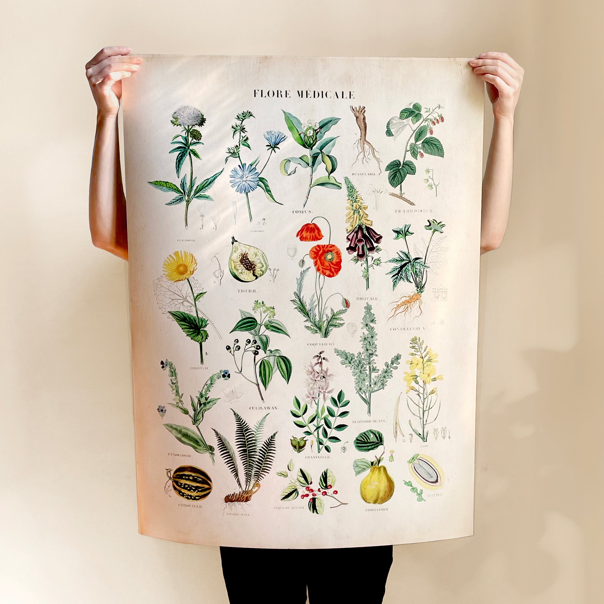 Vintage Flore Médicale print featuring botanical illustrations of medicinal plants, herbs, flowers, roots, and fruits with labeled scientific names in a classic style.