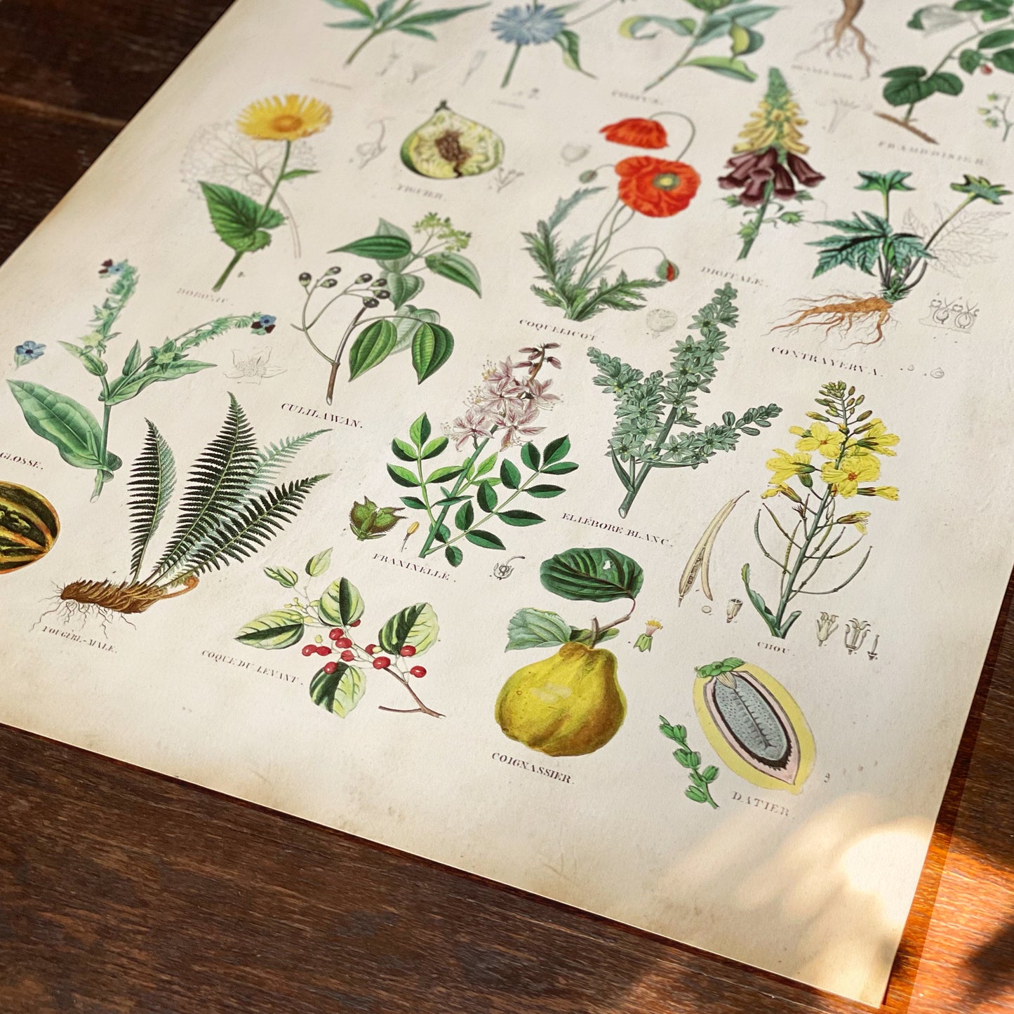 Vintage Flore Médicale print featuring botanical illustrations of medicinal plants, herbs, flowers, roots, and fruits with labeled scientific names in a classic style.