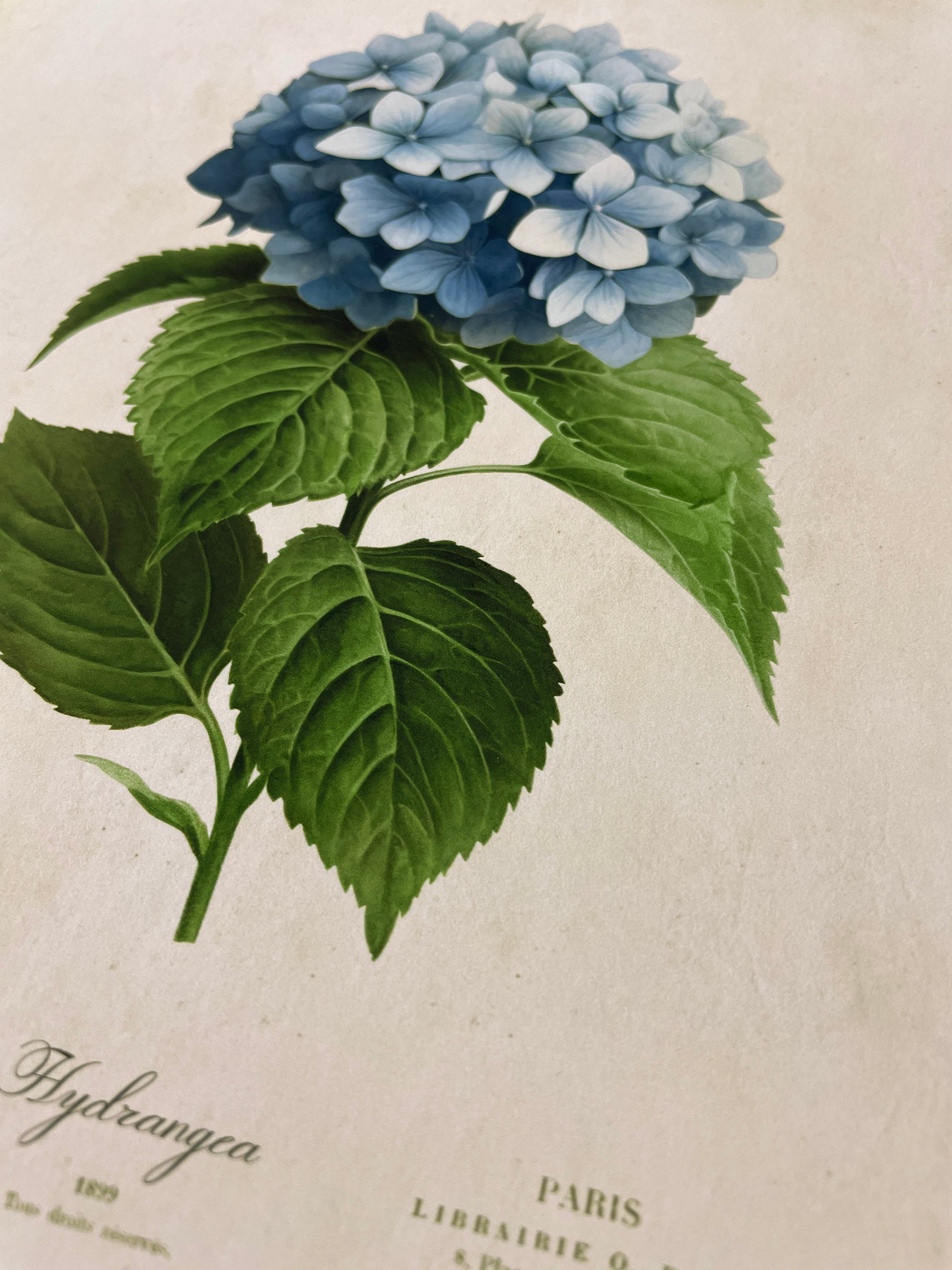 Illustration of a blue hydrangea flower with lush green leaves on a vintage-inspired print.