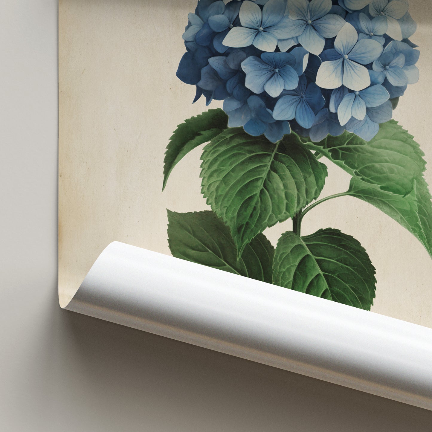 Illustration of a blue hydrangea flower with lush green leaves on a vintage-inspired print.