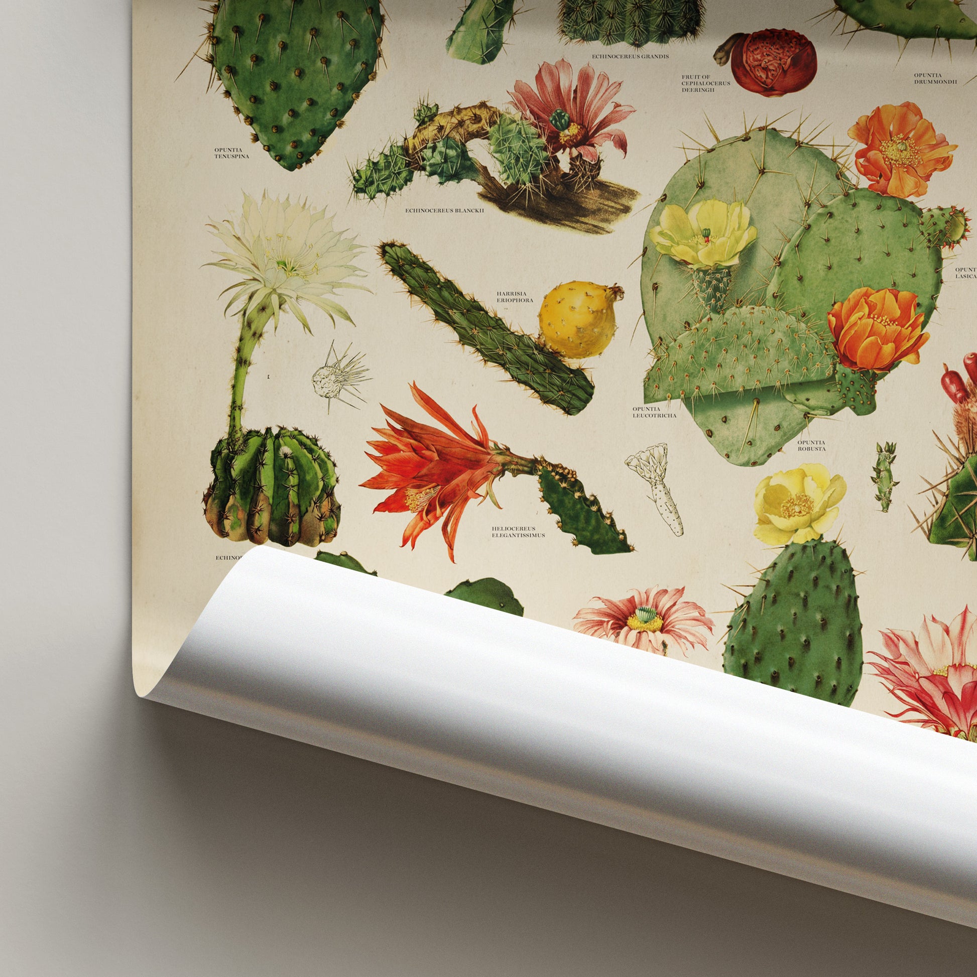 Vintage cactus chart featuring a variety of detailed botanical illustrations of cacti and their vibrant blooms, designed by Wit & Wild.