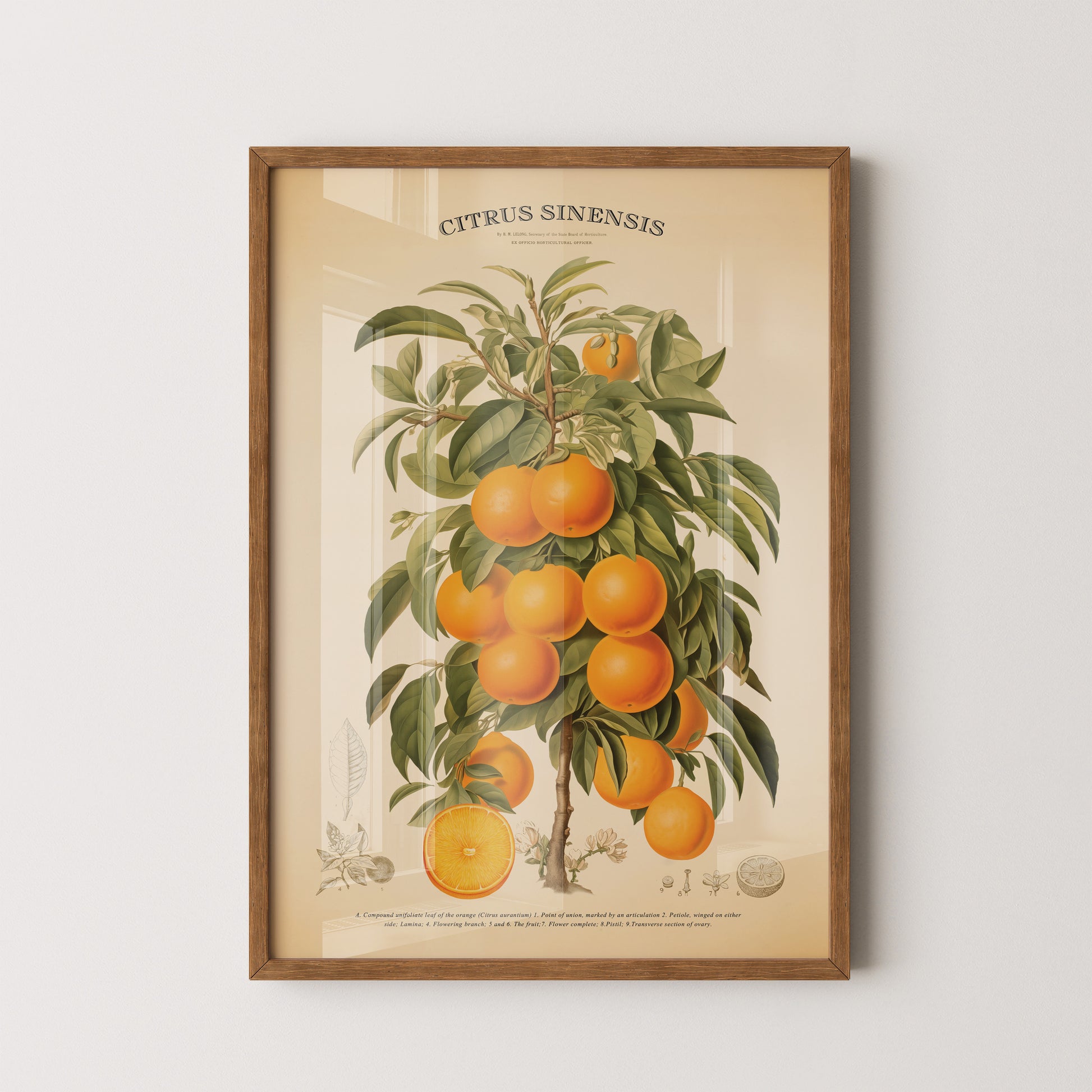 Vintage botanical chart of the orange tree, showcasing seeds, blossoms, and fruit with historical details in an antique style.
